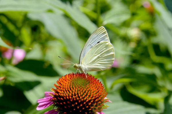 Moth on flower