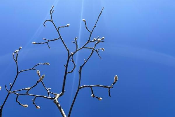 Budding branches in front of a light blue sky
