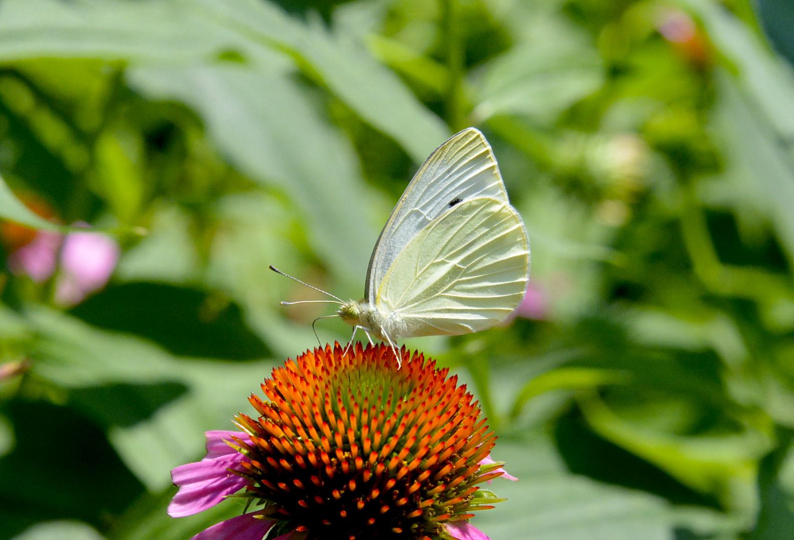 Moth on flower