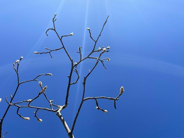 Budding branches in front of a light blue sky