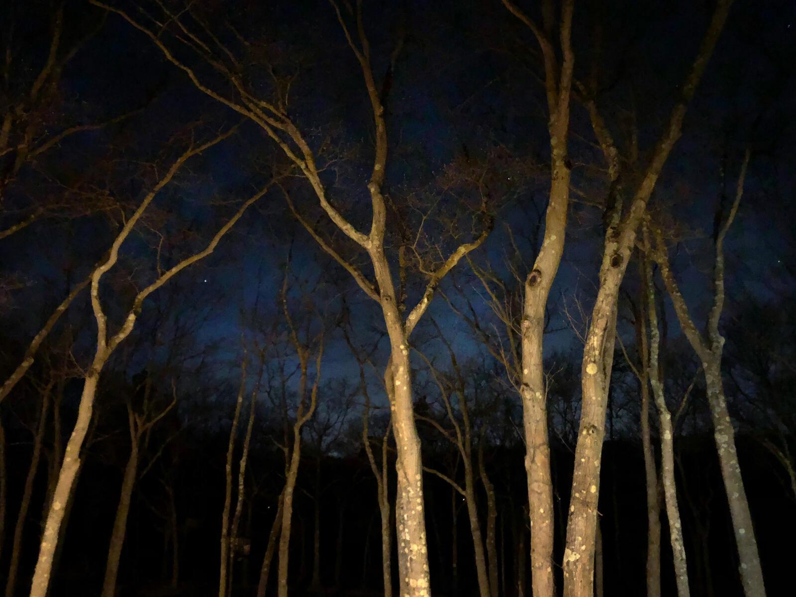 The night sky and Usdan tree tops