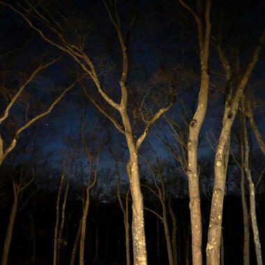 The night sky and Usdan tree tops.